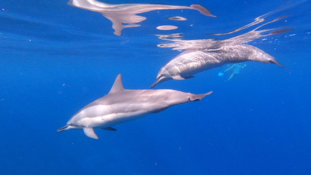 Dolphins swimming in Two Step Beach on the Big Island, Hawaii
